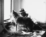 Un hombre con sombrero mira a un lobo junto a una ventana. Me gusta América y América me quiere.